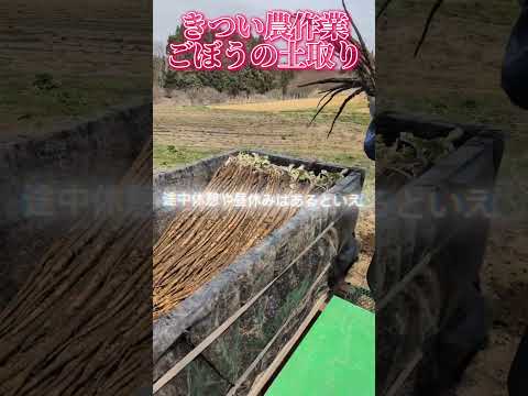 きつい農作業ごぼうの土取り【農家の日常】