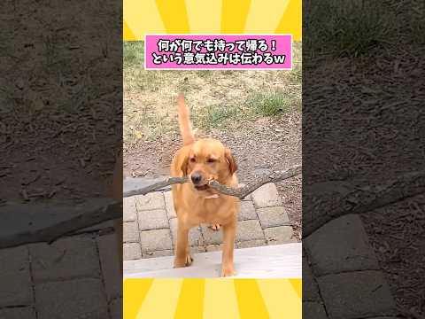 仕事で疲れたお前らに贈る笑いと癒しのラブラドール5選ww　#ラブラドールレトリバー #笑える #癒し #元気になる動画 #大型犬のいる生活 #大型犬のいる暮らし サムネイル