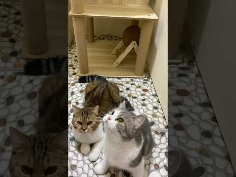 #cat #catlovers #catshorts #cutecats #funnycats #jellycat #milo #kitten #kitty #cutekitty #cats