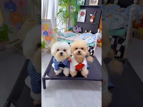 Cute dog. #shortsshorts #viralshort #viralvideo #funydog1010 #poodle #cutepuppy  #usadogs #funny