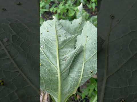 Fungus eating ladybird #nature #ladybuglove #miraculousnature #insects #ladybug #bugs #ladybird