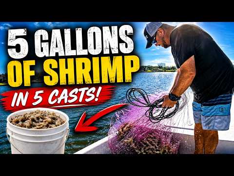 5 gallons of shrimp in 5 casts! Full pull in 10 minutes! video thumbnail