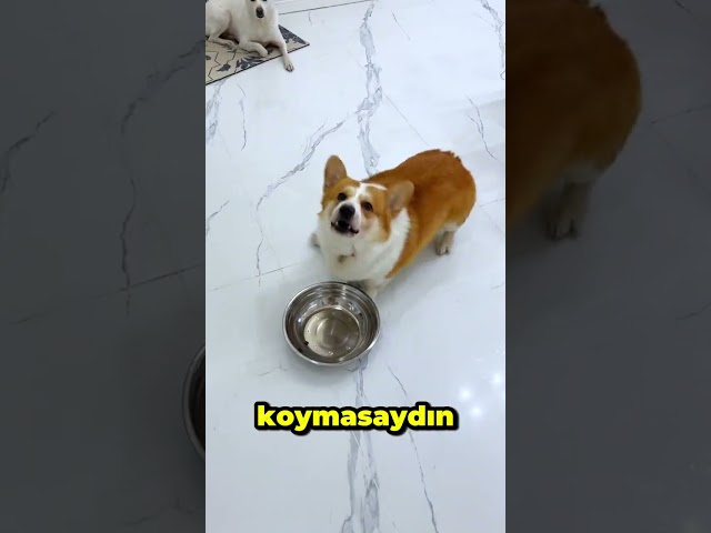 TONTİŞİN MAMASINI HEP AZ KOYUYOR!!