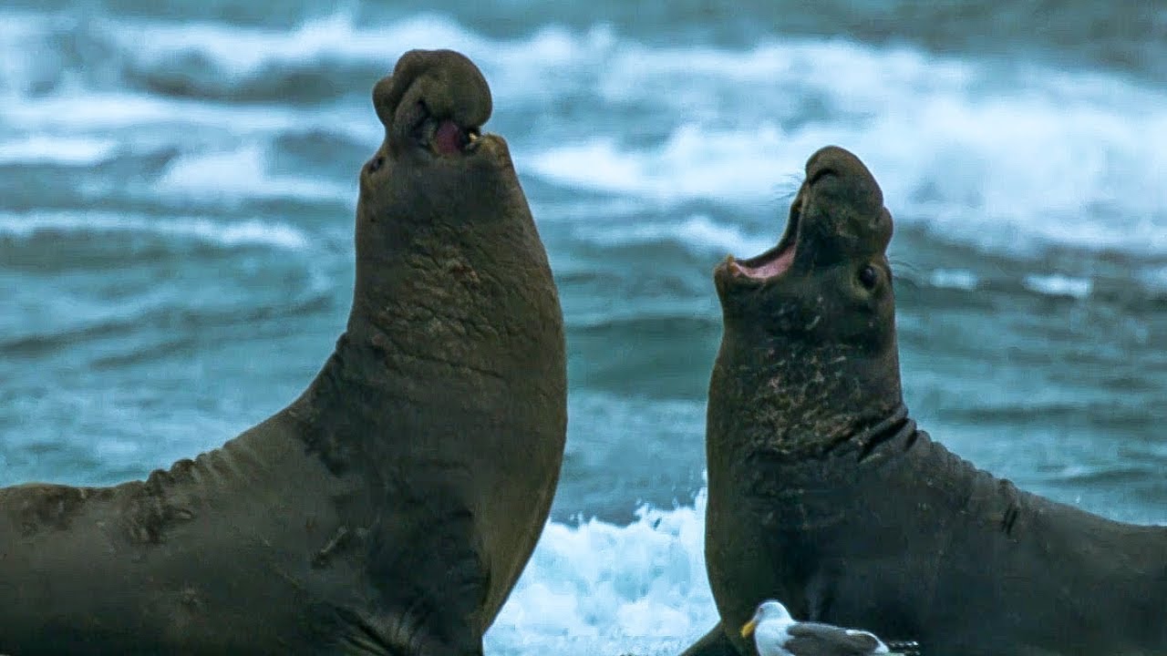 Giant Seal Fights Off Rival Male | BBC Earth