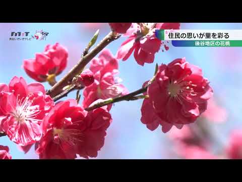 後谷地区の花桃