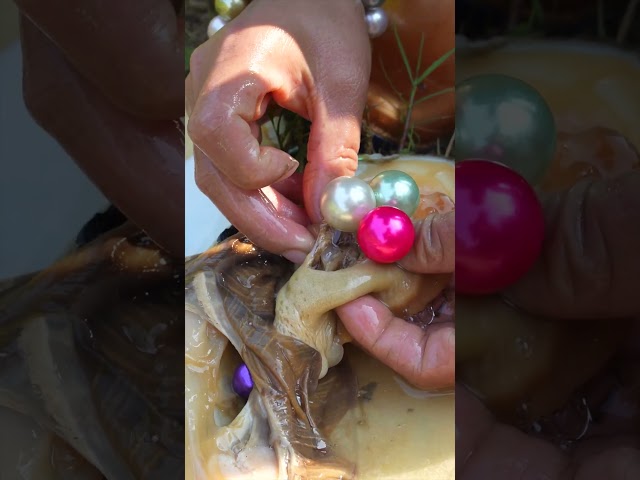 🎁 Clam Treasure Hunt: Girl's Lucky Strike #pearl