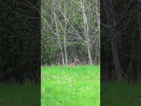 Early season roebuck