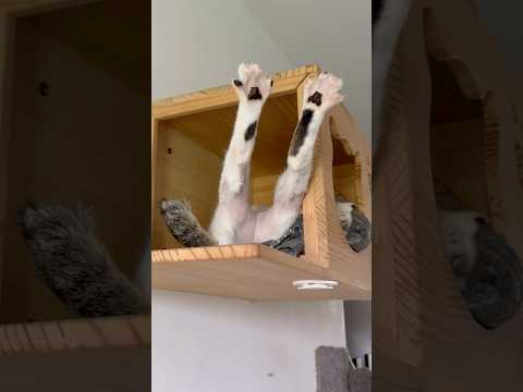 Cats day 20 Oct 2025 #cats #catlover #tombamlucky #fypsg #sgcats