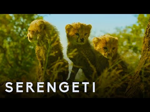 Serengeti'