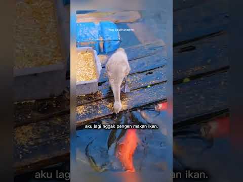 bebek kasih makan ikan #shorts #short