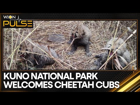 Kuno: Home To India's Growing Cheetah Population | World News | WION Pulse