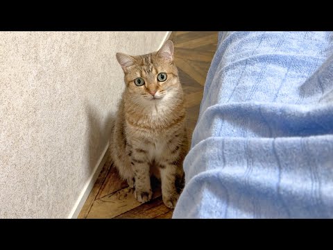 寝たいのに…構って欲しそうに見つめてくる猫…