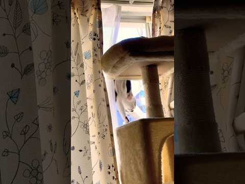 猫って軽やかに動くのかと🤣#shots #cat #好きな子猫 #モフ猫 #子ネコ #元気になる動画 #ハチワレ #かわいい 、