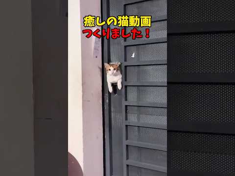 猫の動画サムネイル - 癒される😍#猫 #cat #cats #cute