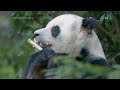 China plans to send pandas to San Diego Zoo this year  - 01:38 min - News - Video