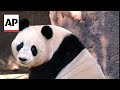 China plans to send pandas to San Diego Zoo this year