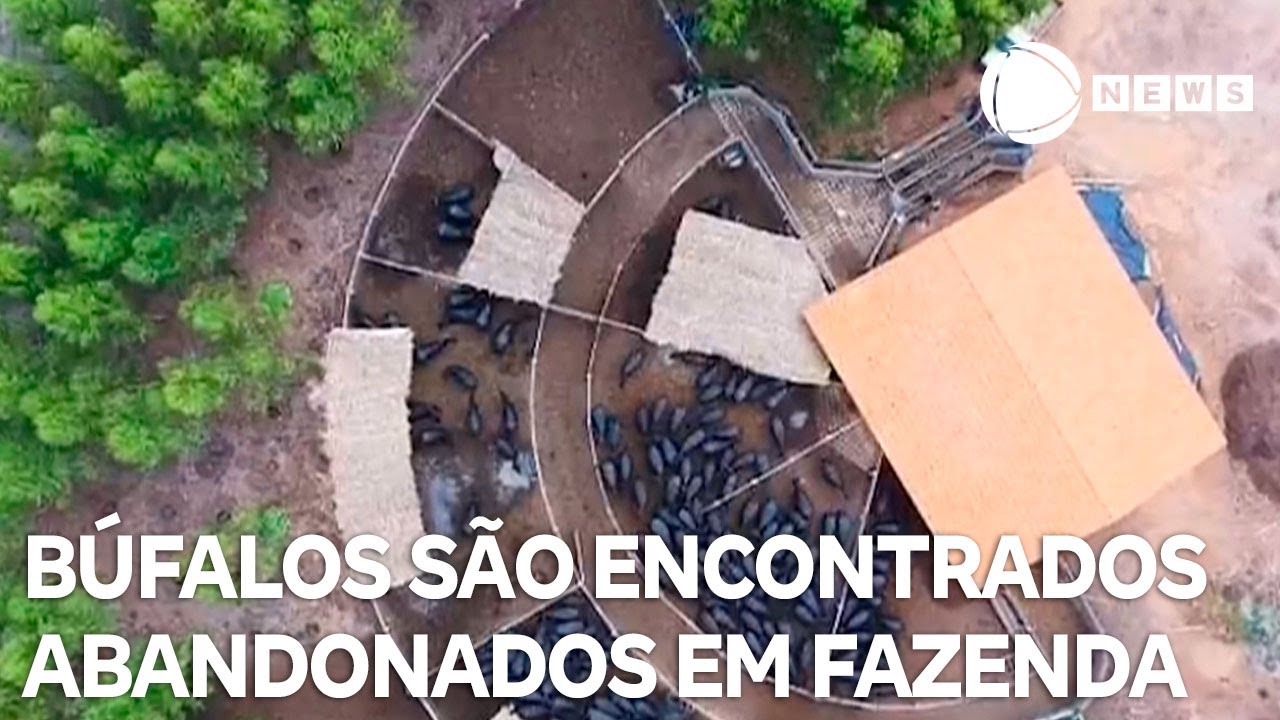 Mil búfalos são encontrados abandonados em fazenda no Maranhão