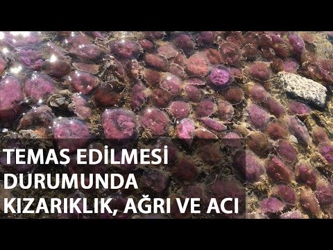 Yüzlercesi Kıyıya Vurdu, Dokunan Yanıyor