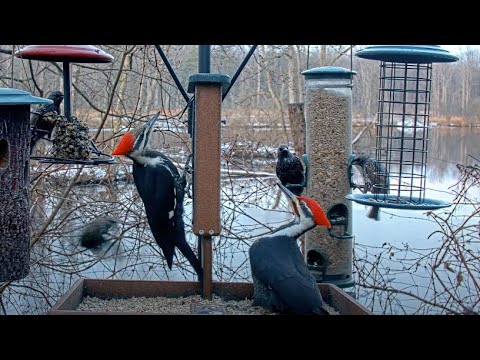 Fred Howligans - Bird Feeder - Live Feed L - Awesome Brooklyn