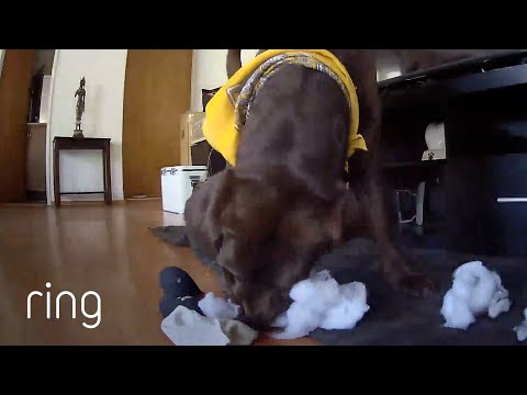 Watch How Two Mischievous Dogs Act When They Thought They Were Alone! | RingTV