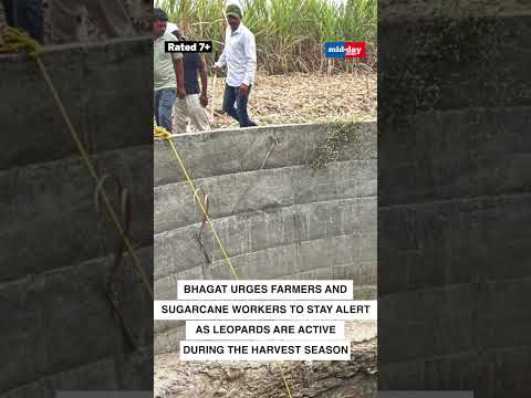 Leopard Rescued from Well in Dramatic Operation Forest Team Saves Big Cat in Srigonda 