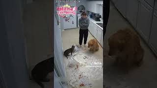 DASAR ANJING! #shorts