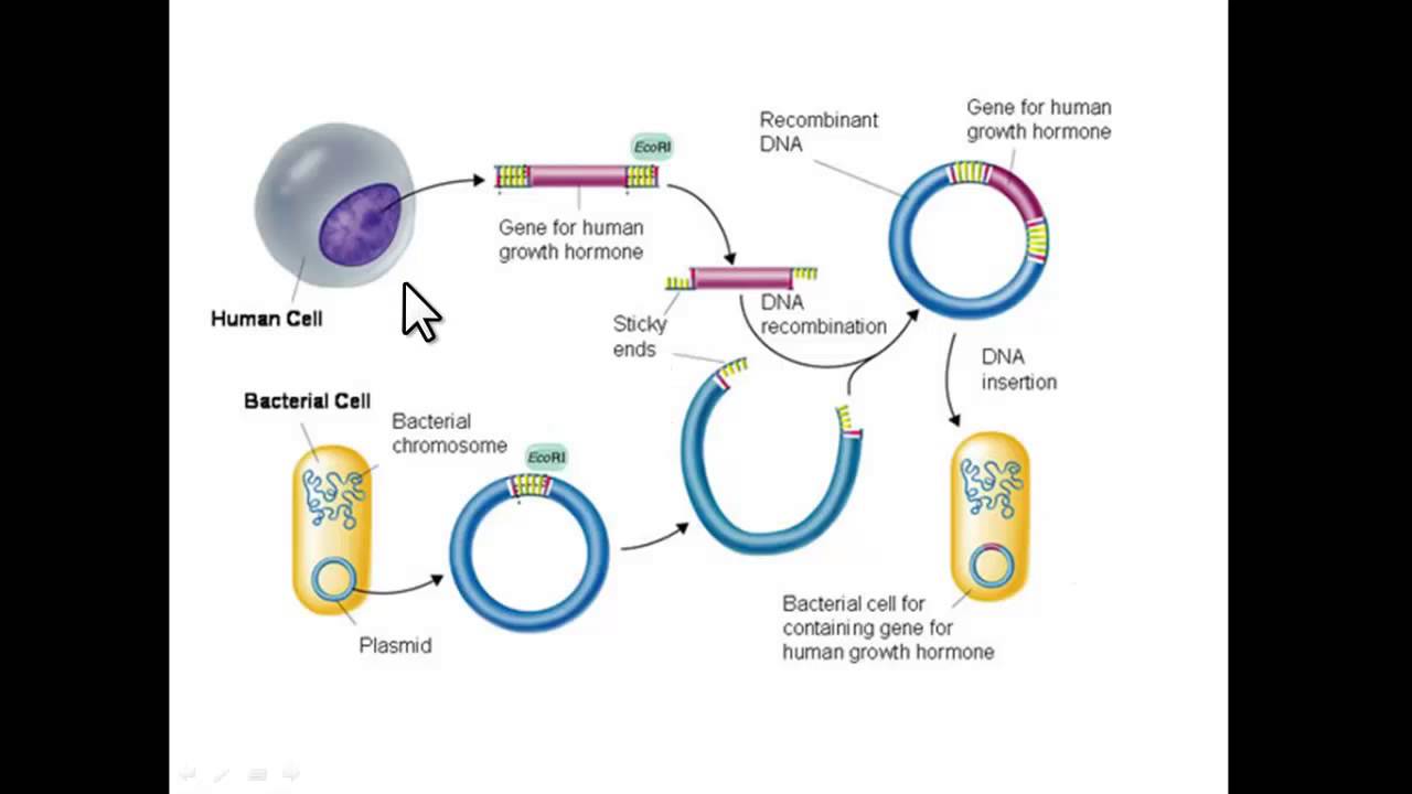 Recombinant DNA - YouTube