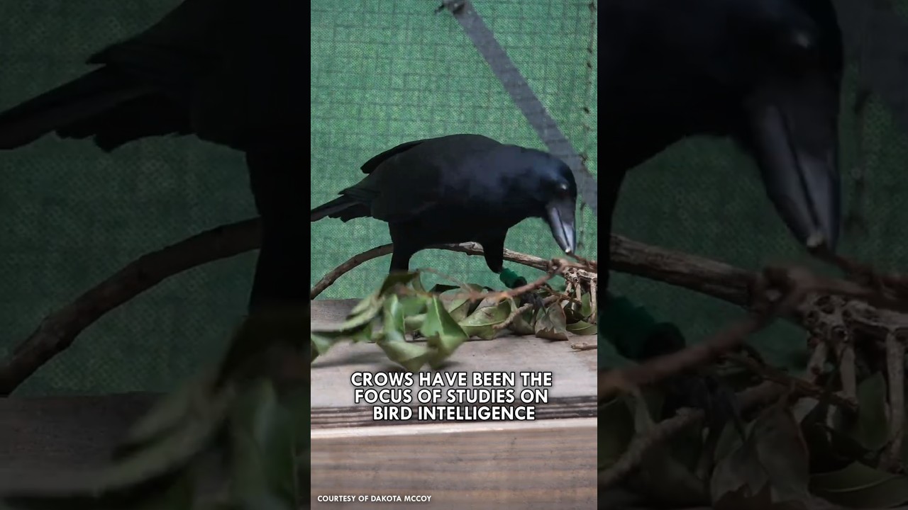 Why Crows Are Wickedly Smart #Animals #Birds #Crow #Shorts