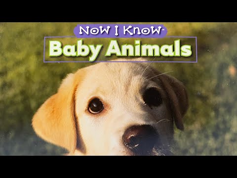 Now I know BABY ANIMALS Book thumbnail