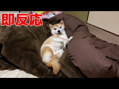 柴犬の熟睡中を撮影しようとしたら即バレした