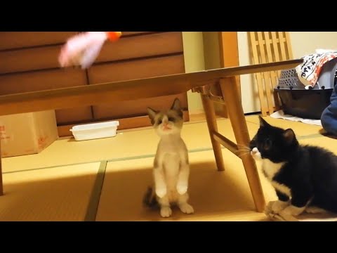 全猫が夢中になるおもちゃの使い方