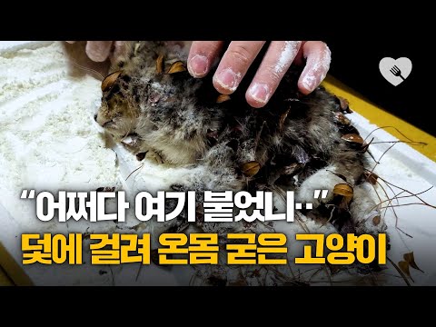 덫에 걸려 눈물을 글썽이는 새끼 고양이