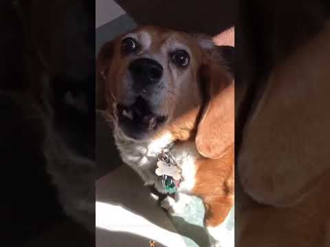 Funny and cute dogs compilation#funnydogs#cute#doglover#doglife#cure#dogshorts#pet#doglife#dogshorts