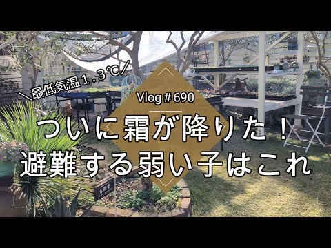 【Vlog690】【多肉植物】ついに霜が降りた！避難する弱い多肉はこれ【最低気温１.３℃】