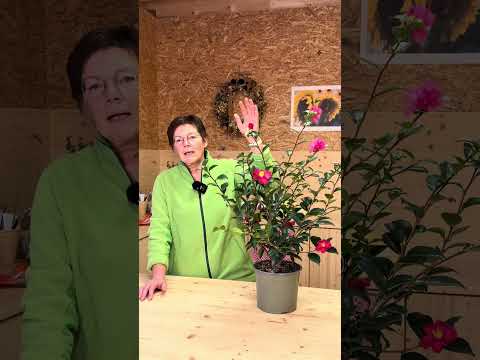 WINTERBLÜHENDE PFLANZEN - Kamelie 🌺