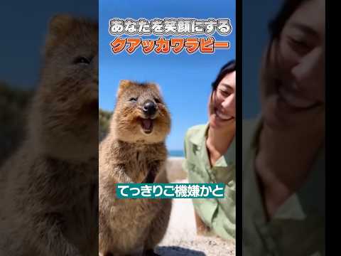 クオッカワラビーの笑顔は嘘だった！？「世界一幸せな動物」の衝撃の生態