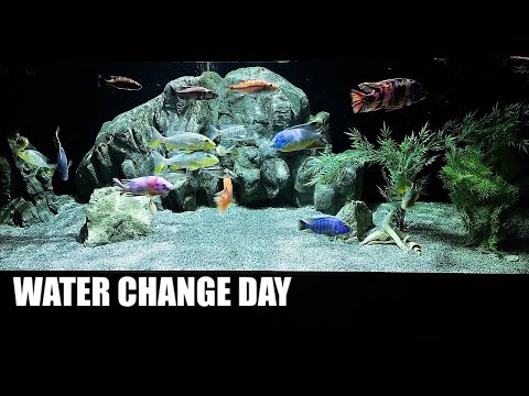 HOW I SAFELY DO WATER CHANGES ON MY 300 GALLON AQU There are many many ways that people perform water changes, some successful, some not so much. 

Her