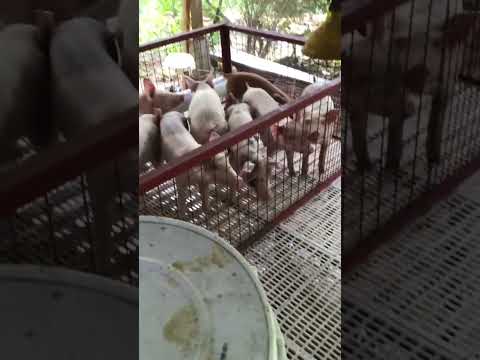Piglet feeding #shortsfeed #backyardfarming #piglet #shorts