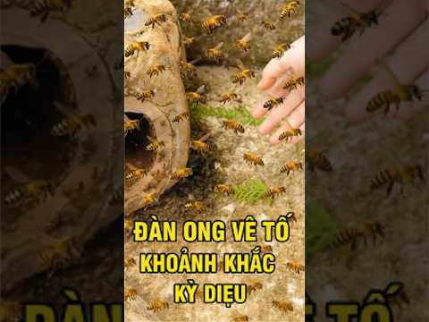 Đàn Ong Về Tổ – Khoảnh Khắc Kỳ Diệu Trong Thiên Nhiên | Rừng Xanh Bí Ẩn l