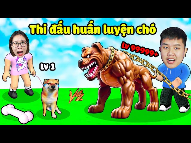Thi huấn luyện chó đấu với nhau xem ai mạnh nhất ? bqThanh Mua Chó Siêu Mạnh Cắn Ốc