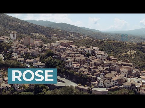 Rose - Short Video 4k