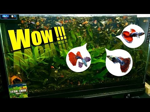 RARE and BEAUTIFUL Guppies In This Guppy Breeding  RARE and BEAUTIFUL Guppies In This Guppy Breeding Tank 
About_

In this video I dive into one of my 