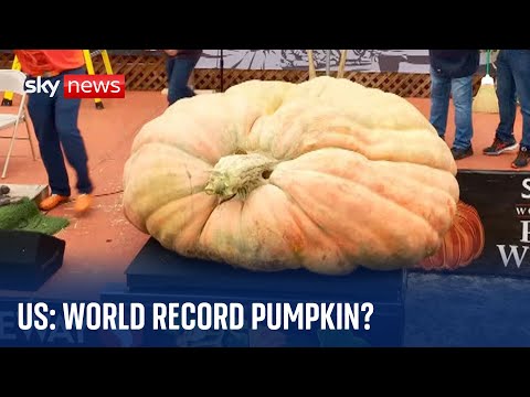 US: At 1.2 tonnes, this could be the heaviest pumpkin ever seen