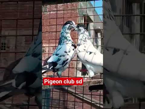 #@sialkoti jod #beauty kabutar# #standing #nice video shok#