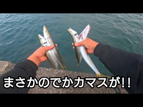朝マズメ、ルアーを投げたらまさかのでかカマスが連発！
