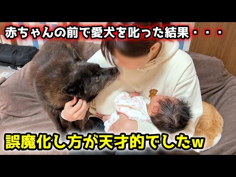 賢い甲斐犬を赤ちゃんと子供の前で叱ったらこうなりましたw