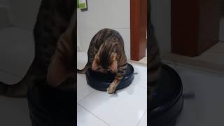 お掃除ロボに乗りながらロボをいじめる猫ww【ベンガル猫】