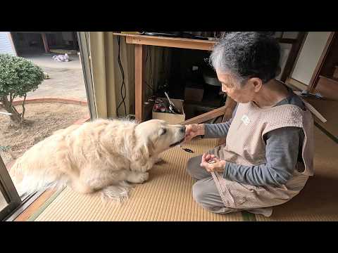 【すっかり秋です】この犬は3時になると必ずこの場所へ来ます・・・。　#メイちゃんねる