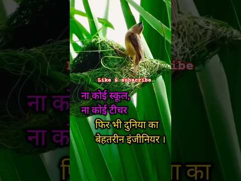 पिंजरे के पंछी रे तेरा दर्द न जाने कोई #trending #shortsviral #viral #short #shorts #video #youtube