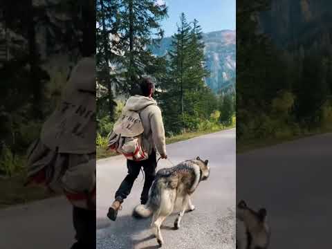 #funnyanimals#funnydogs#Amazingcute#doglover#doglife#cure#dogshorts#pet